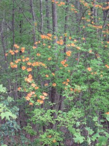 Flame Azalea (rhododendron calendulaceum)